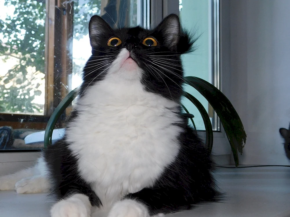 Schwarze Katze mit weißer Brust