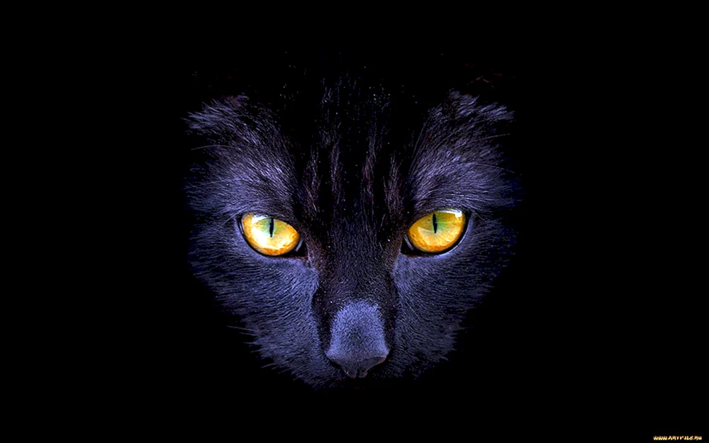 Bombay-Katze