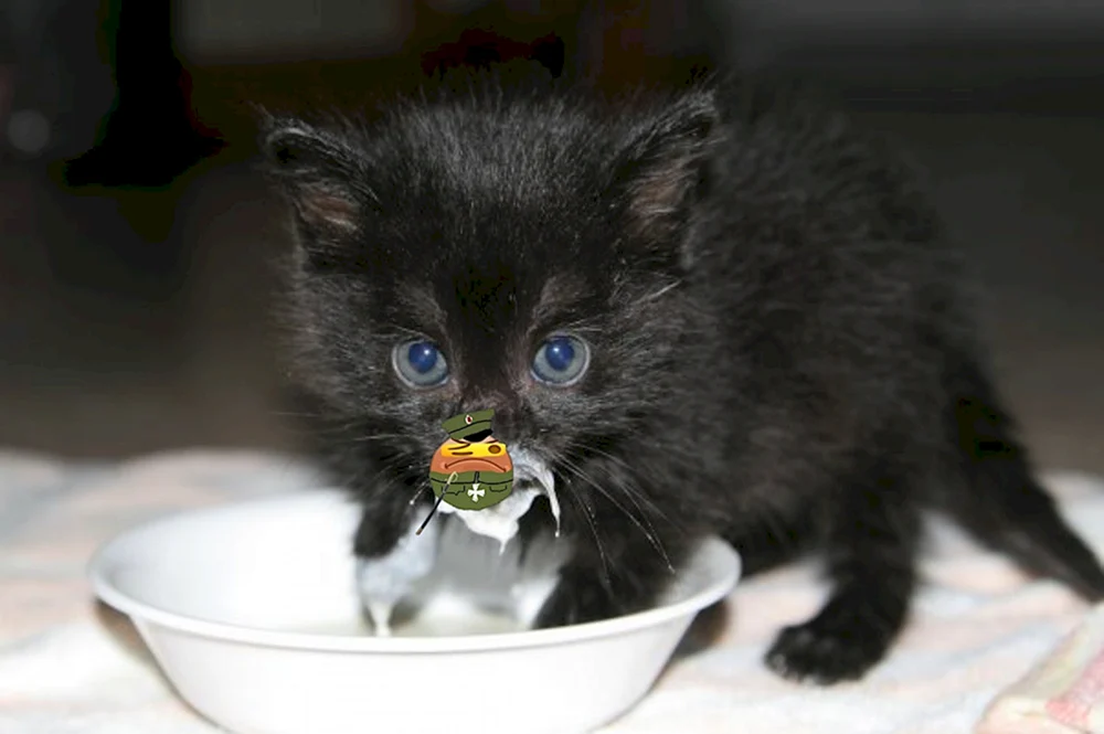 Katze in saurer Sahne
