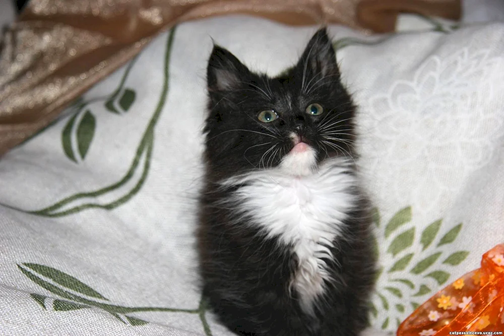 Schwarze Katze mit weißer Brust