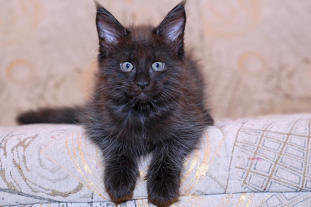 Maine Coon schwarz Kätzchen im Alter von 2 Monaten