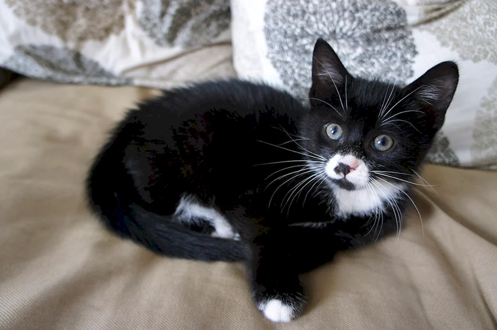 Schwarze und weiße Katze