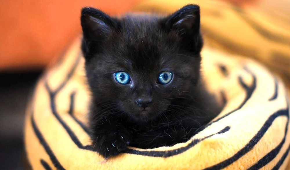 Schwarzes Kätzchen mit blauen Augen