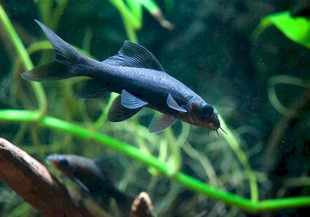 Schwarzer Labeo Fisch