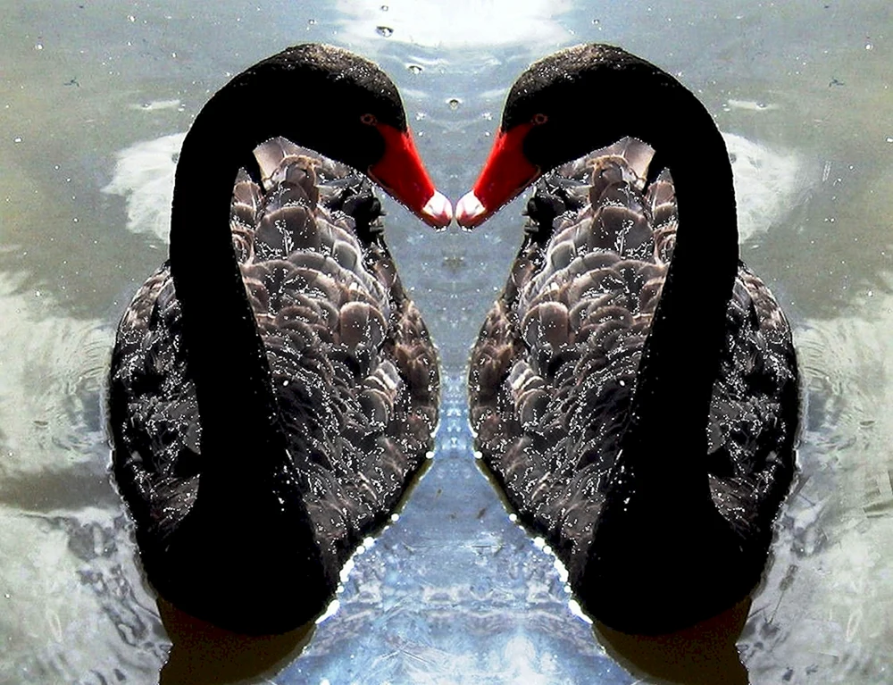 Schwarzer Schwan