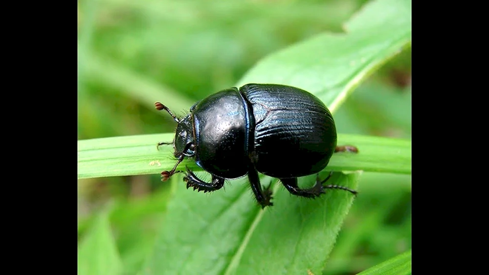 Schwarzer Hartflügelkäfer