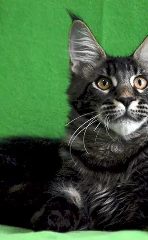 Black marbled Maine Coon