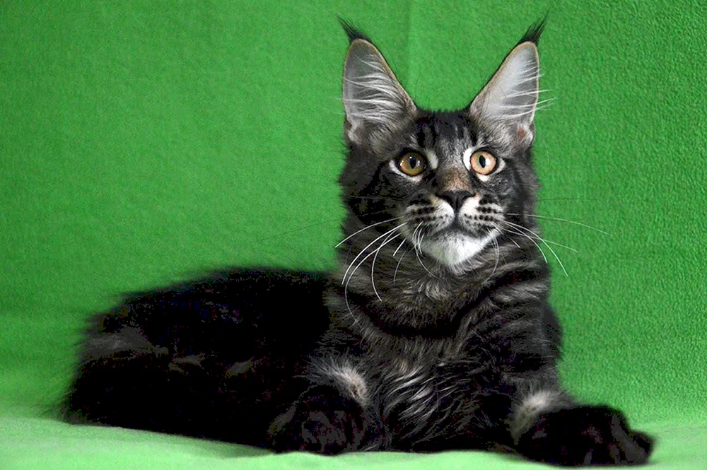 Black marbled Maine Coon