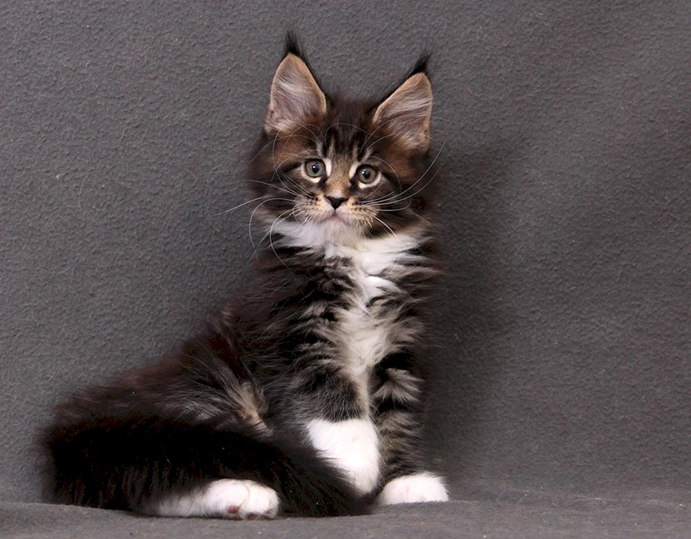 Schwarz marmoriert Maine Coon