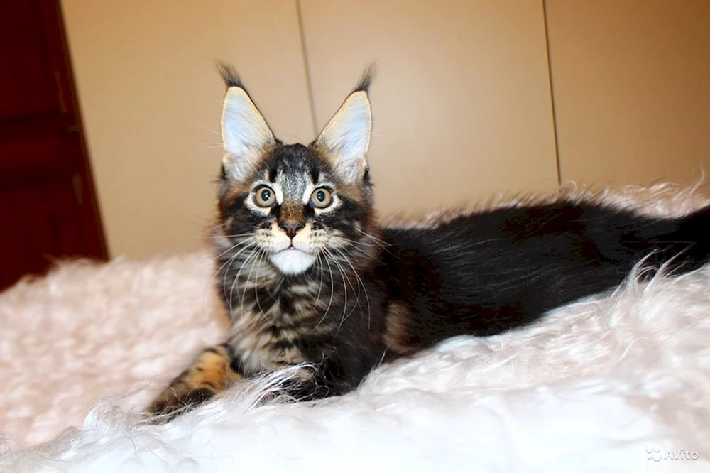 Maine Coon Katzen