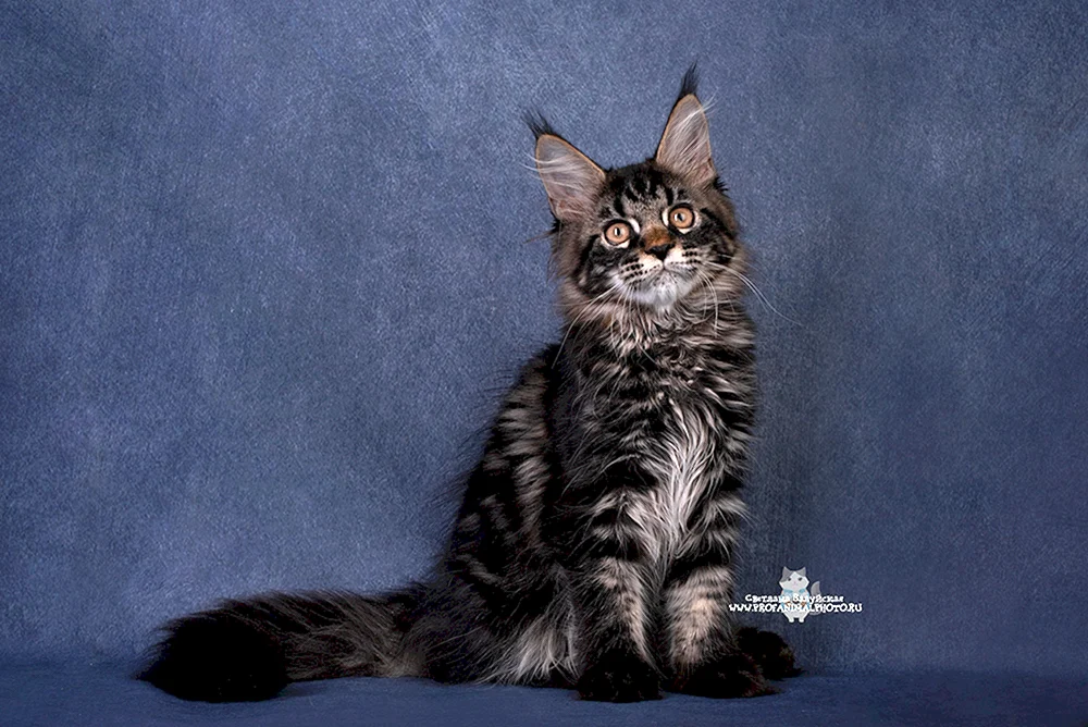 Maine Coon schwarz