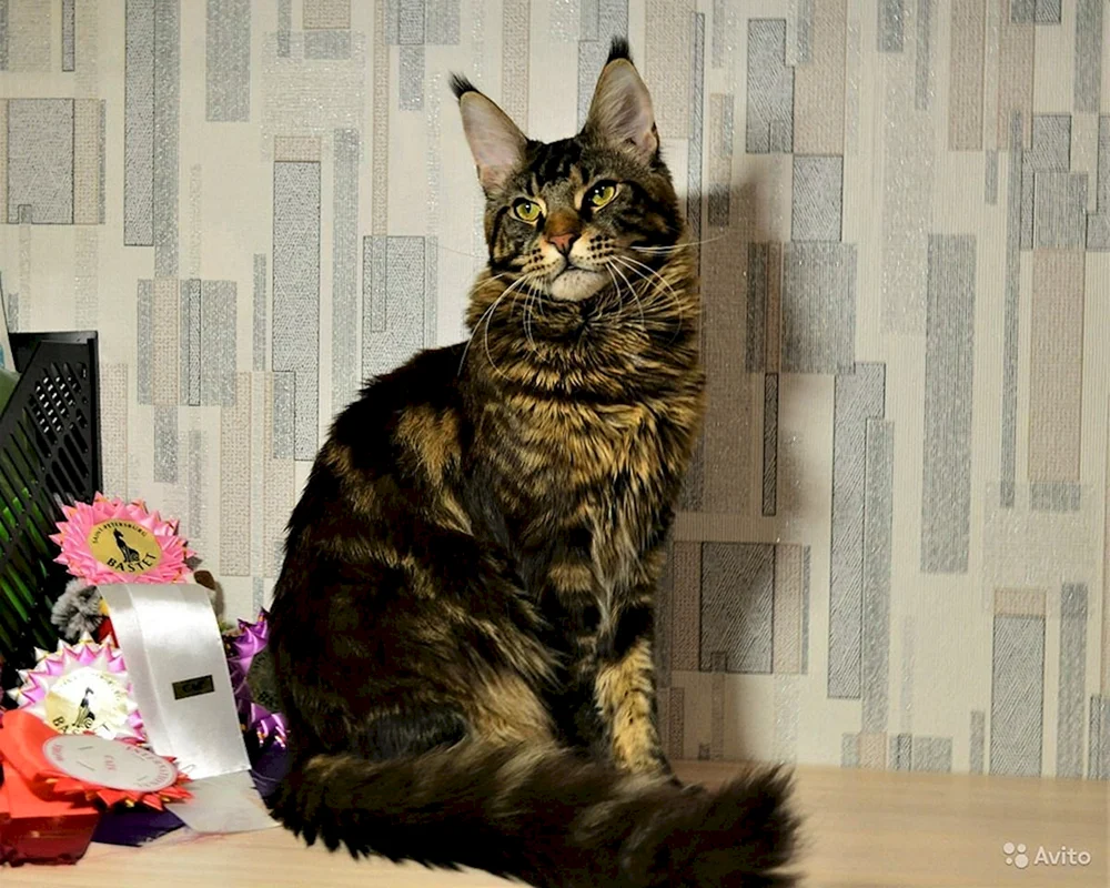 Maine Coon marmoriert