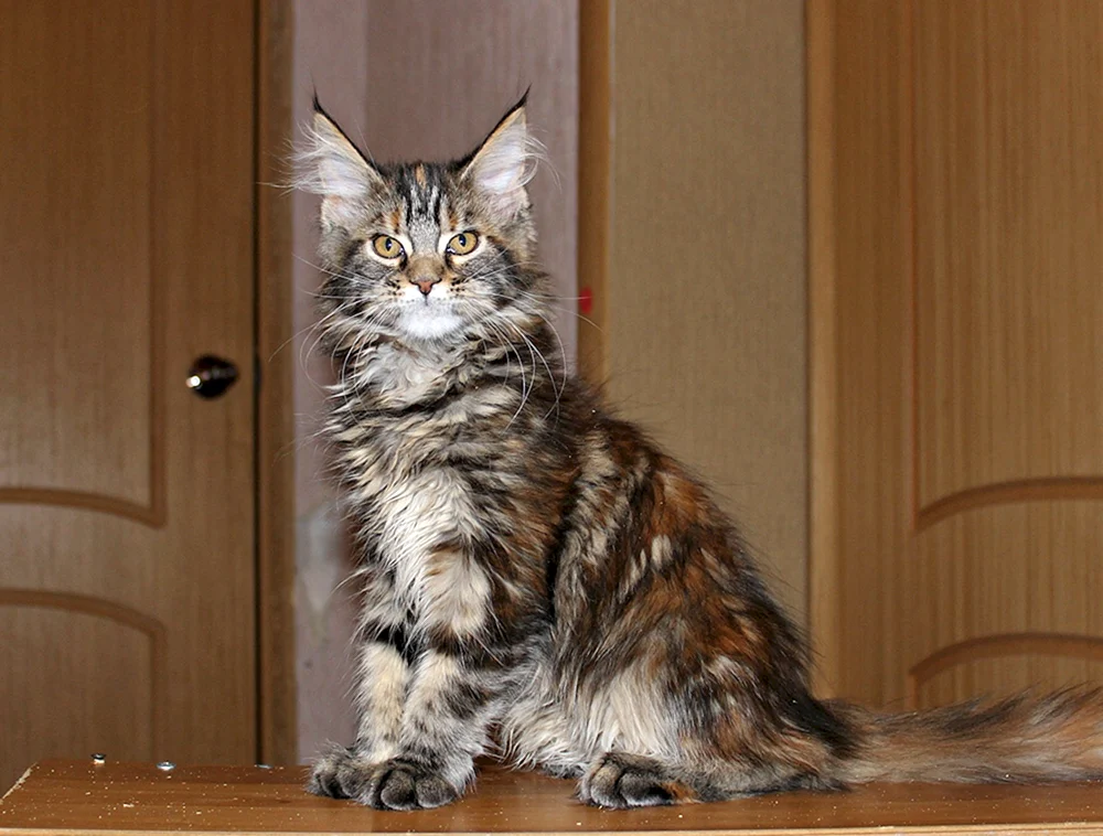 Maine Coon marmoriert