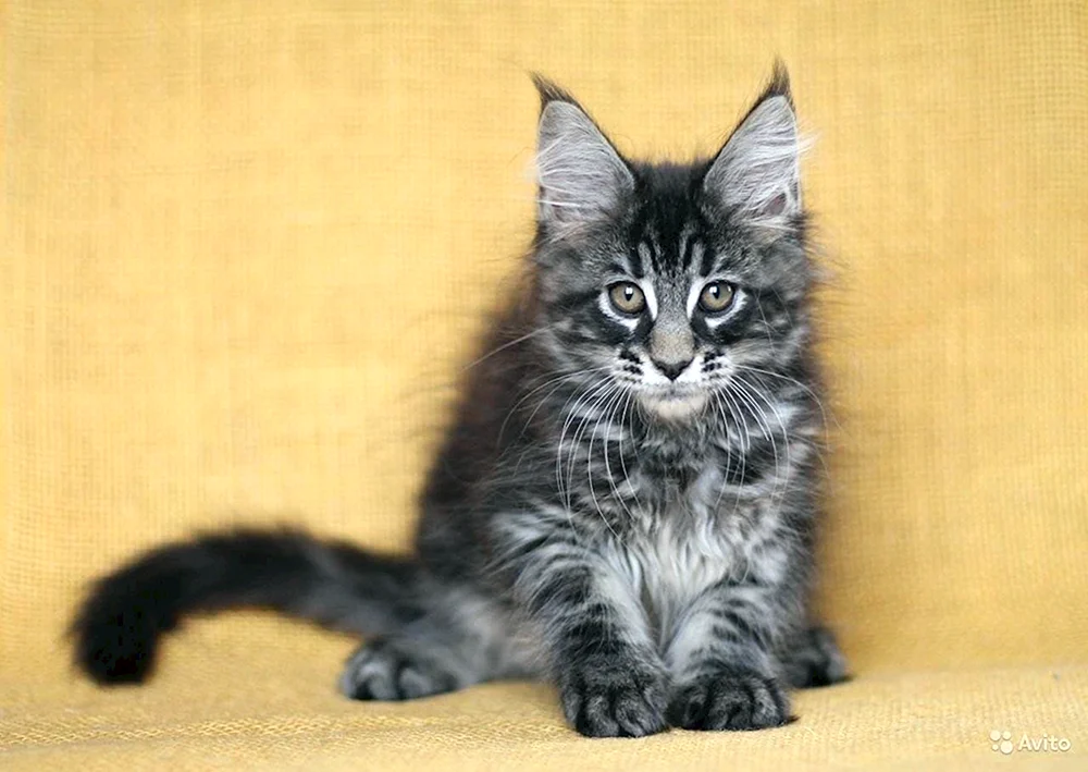Maine Coon braun gestromt