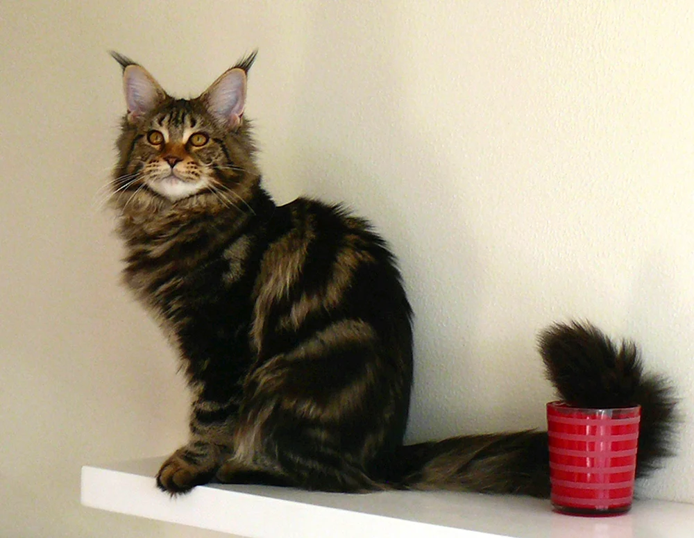 Schwarz marmorierte Maine Coon