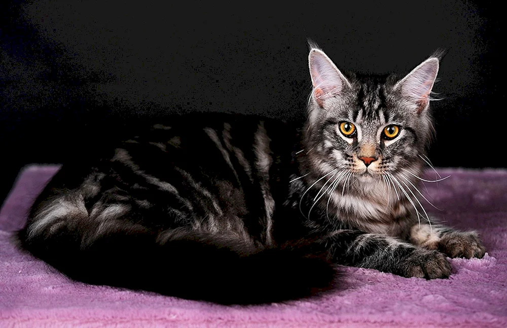 Schwarz marmorierte Maine Coon