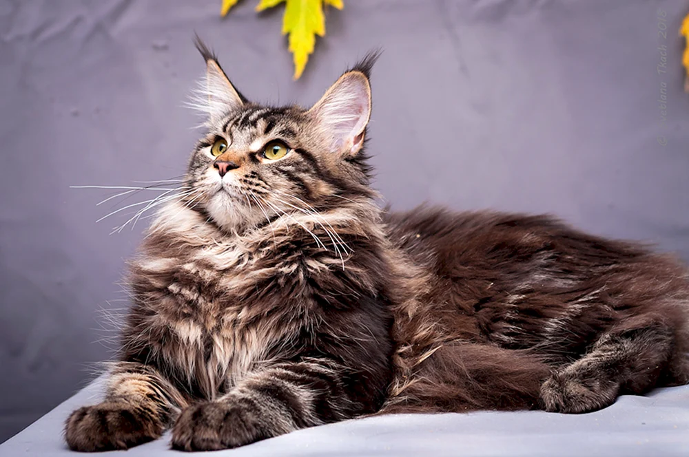 Schwarz marmorierte Maine Coon