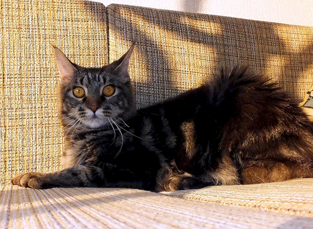 Schwarz marmoriert Maine Coon