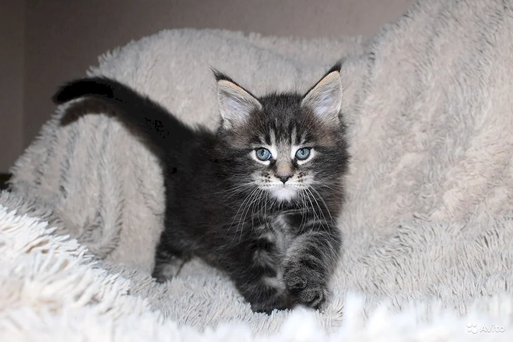 Schwarz marmoriert tabby Maine Coon