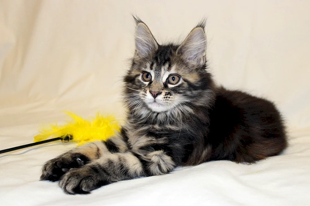 Schwarz marmoriert Maine Coon
