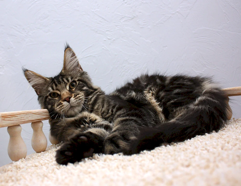 Schwarz marmoriert Maine Coon