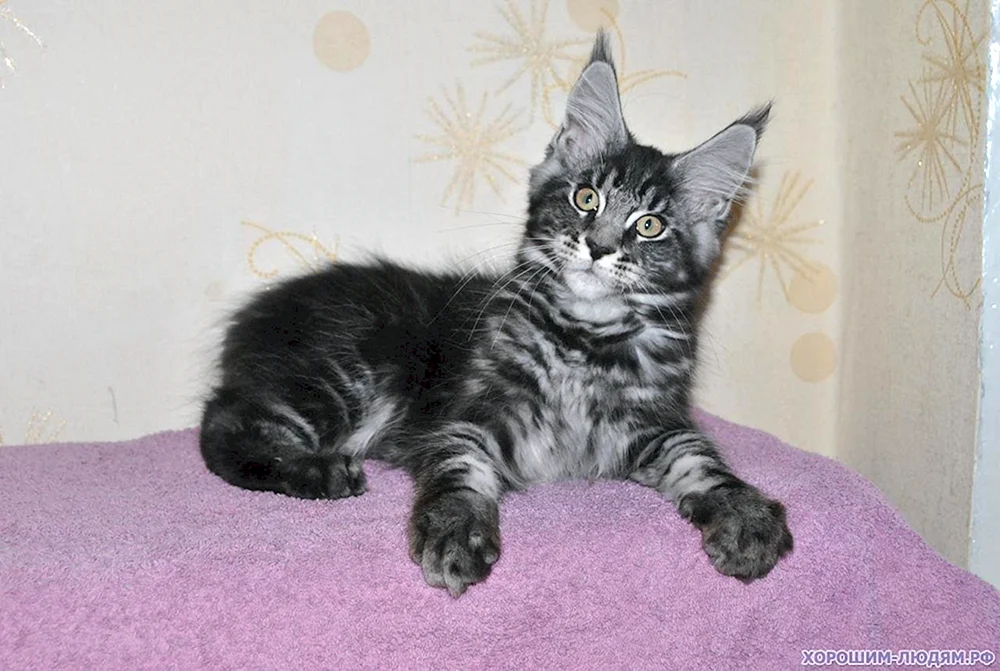 Schwarz marmoriert Maine Coon