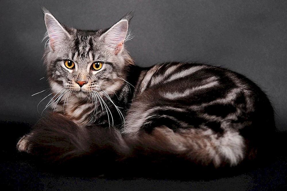 Schwarz marmoriert tabby Maine Coon