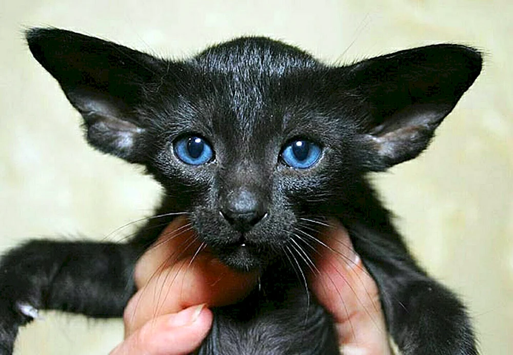 Ohrenlose Katzen