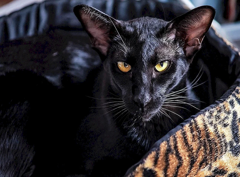 Orientalische Katze