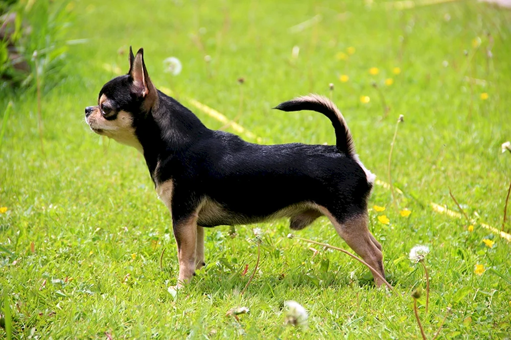 Chihuahua Hunde schwarz