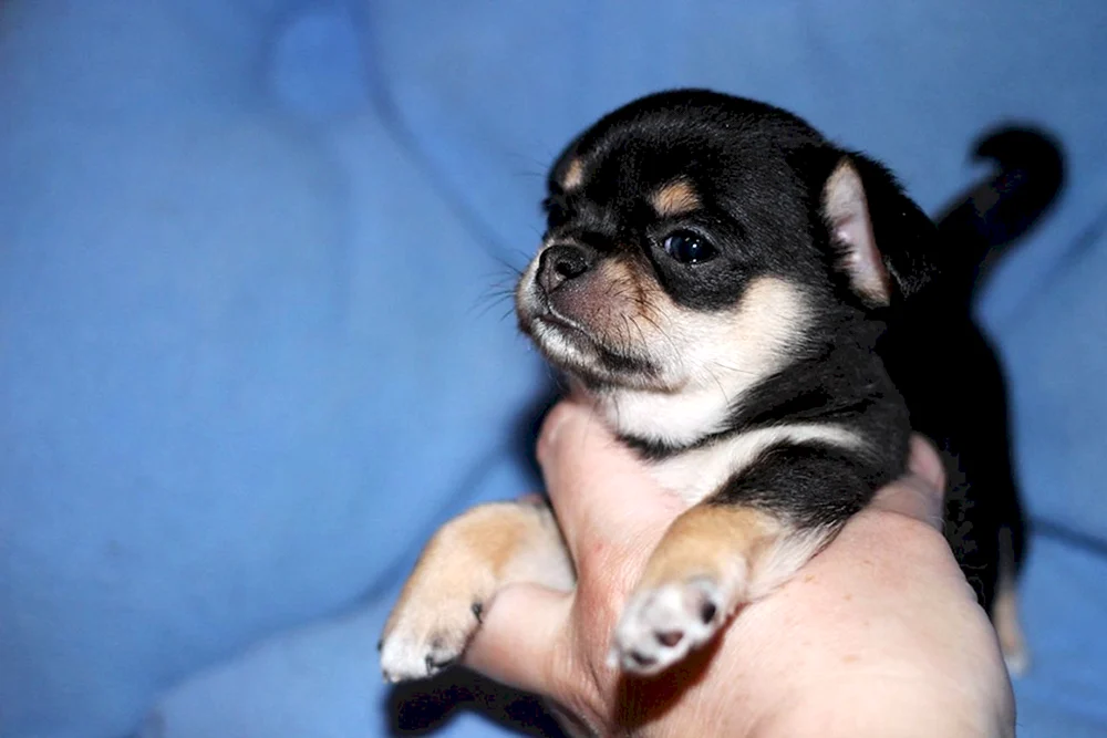 Chihuahua schwarz glatthaarig