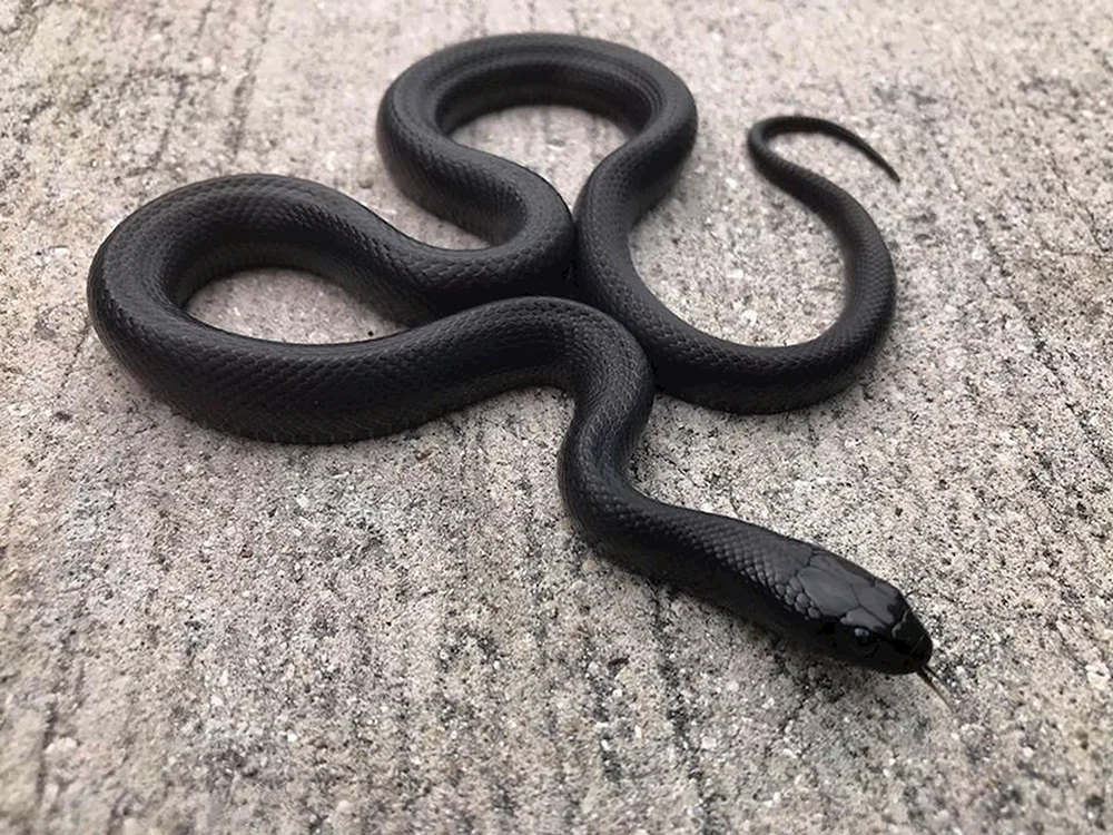 Maisstreifen Albino
