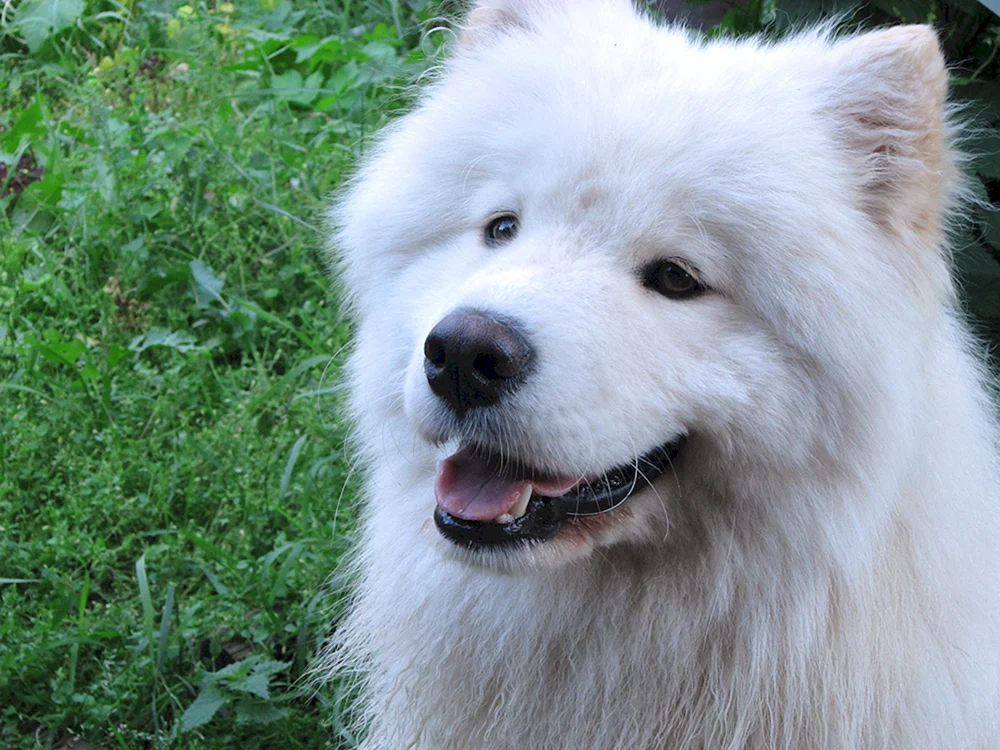Samojeden Hund