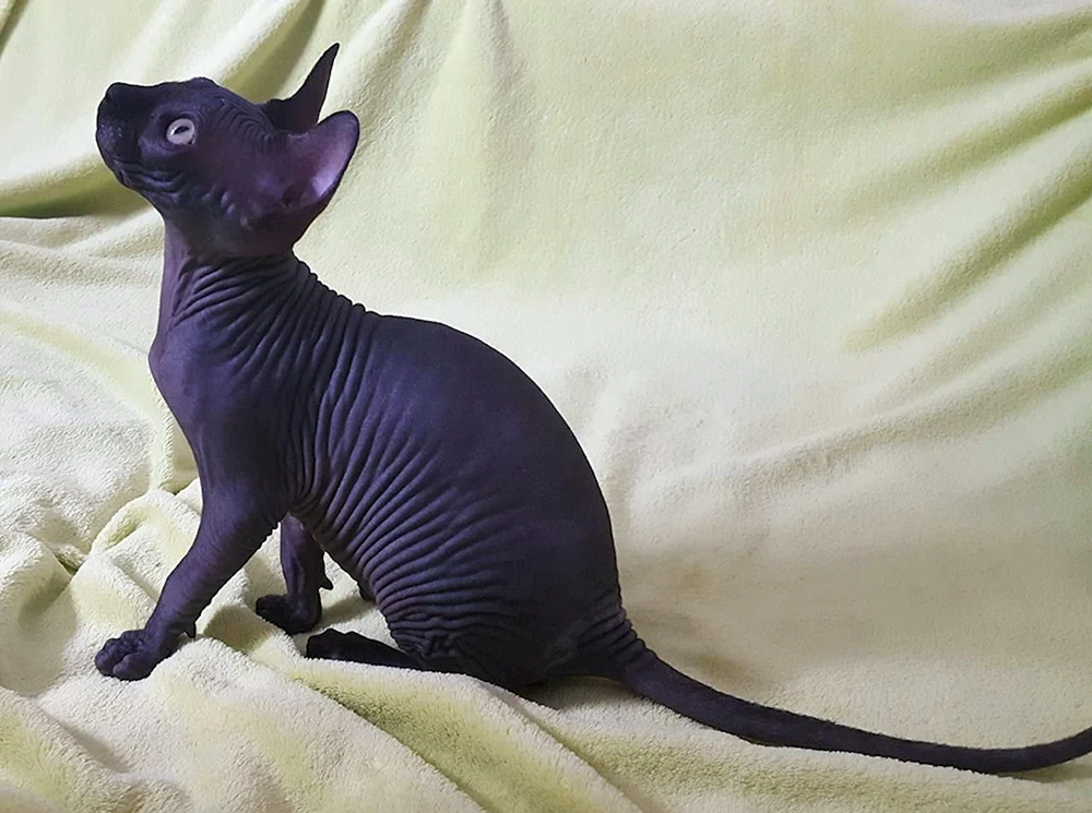 Kanadische sphynx schwarz