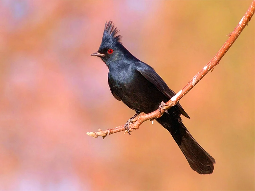 Chibiscus Papageientaucher