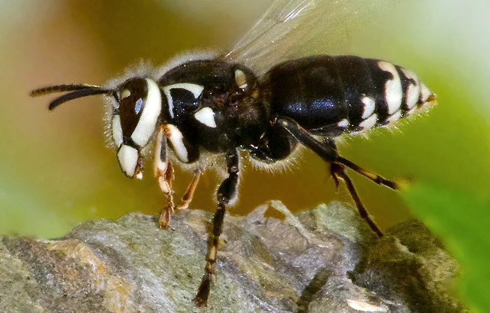 Scolia Fliege