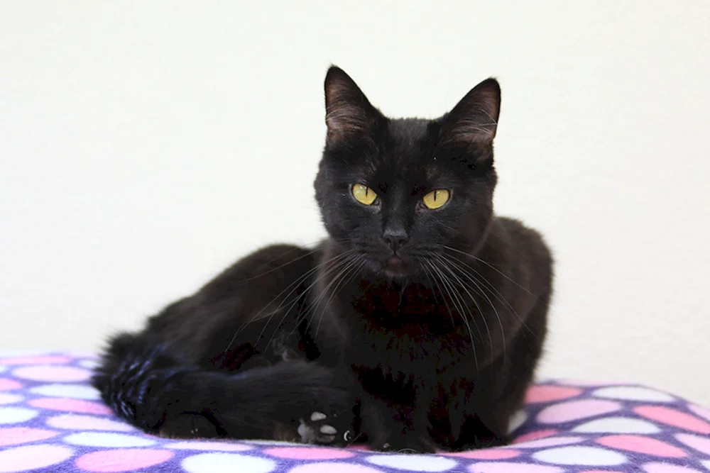 Schwarze Siamkatze