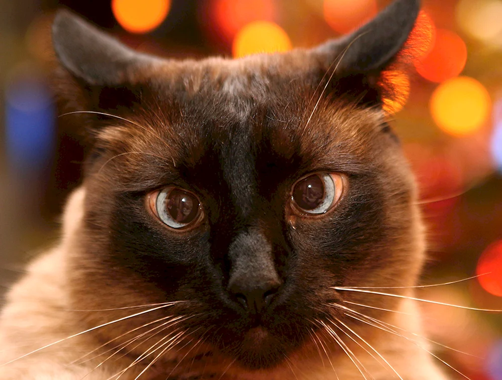 Schwarze Siamkatze