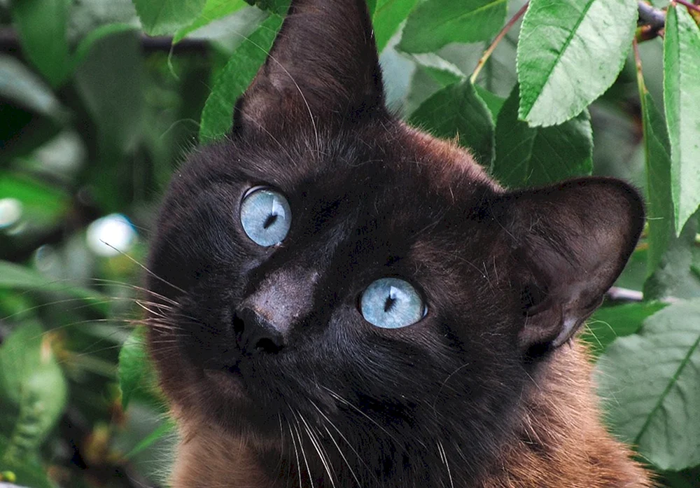 Schwarze Siamkatze