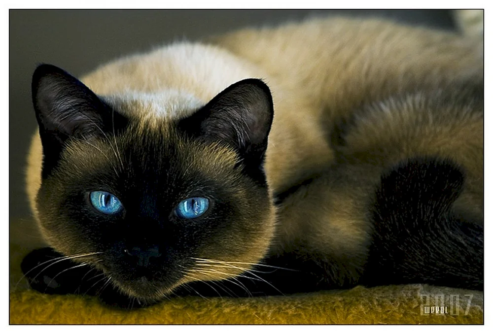 Siamkatze dunkel