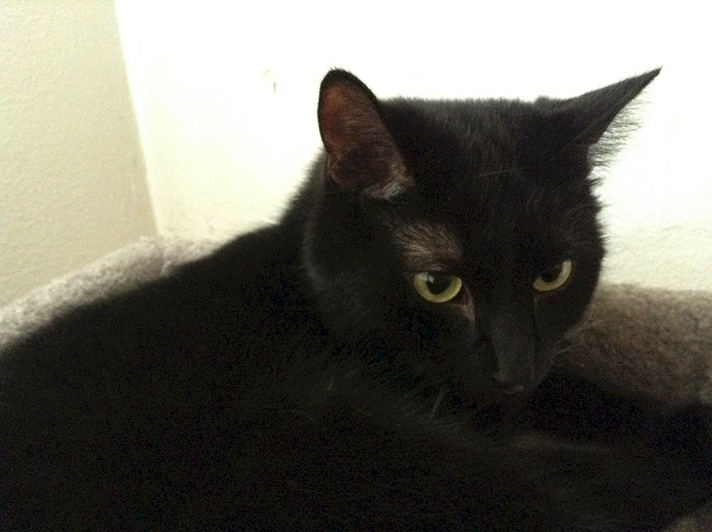 Schwarze Siamkatze Kätzchen