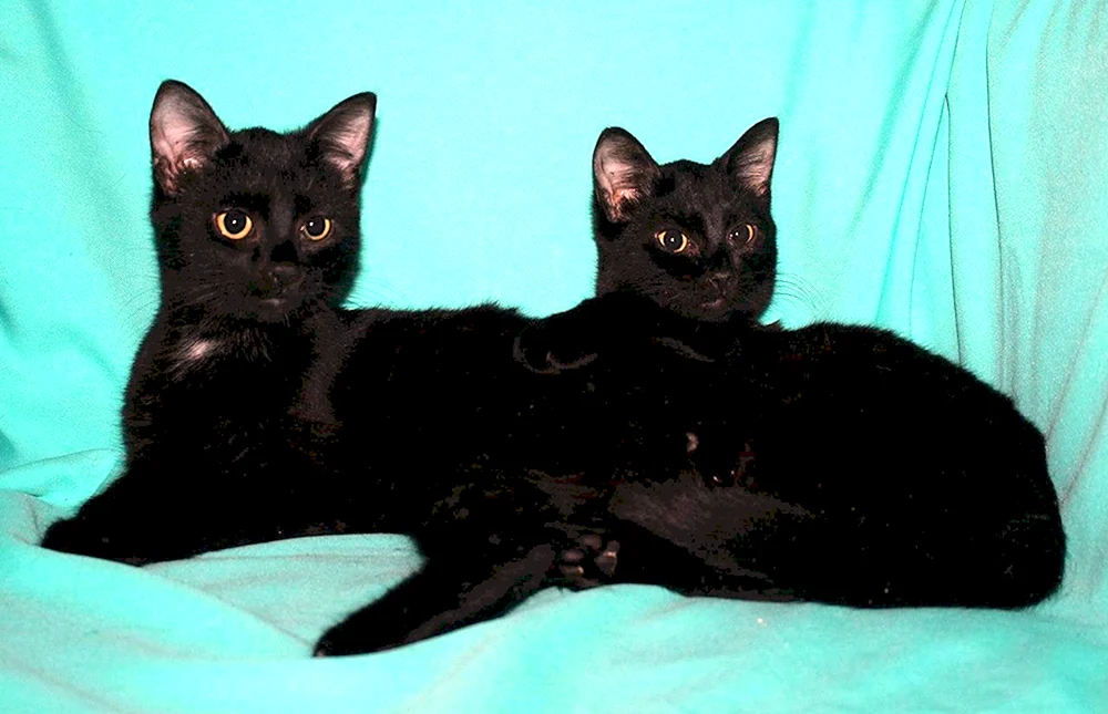 Schwarze Siamkatze