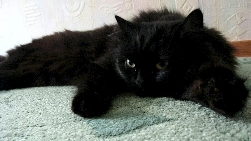 Chantilly Tiffany Katze