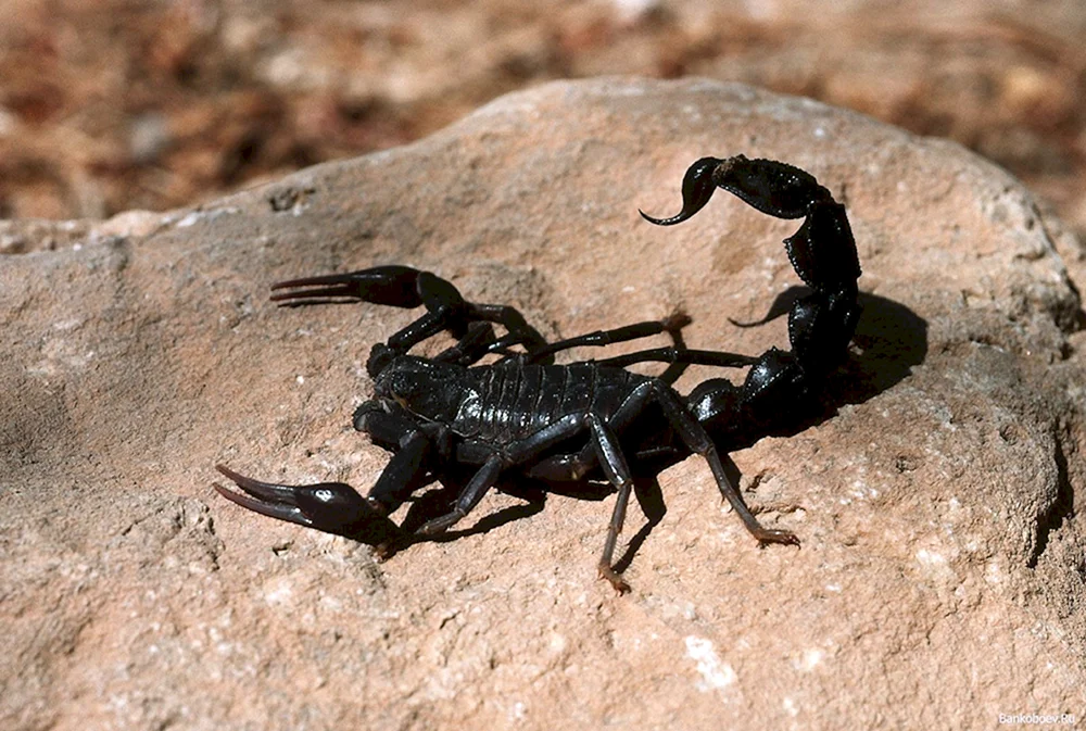 Schwarzer Skorpion Schwarzer Skorpion 1995