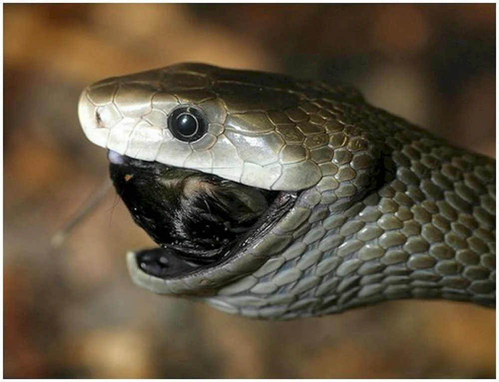 Schwarze Taipan Schlange