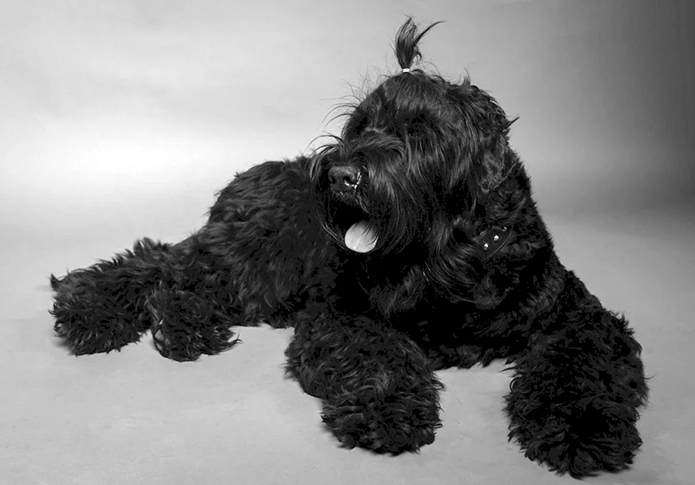 Schwarzer Terrier