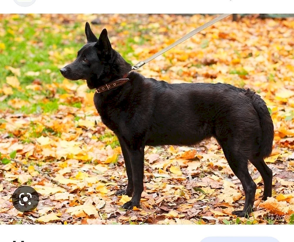 Schwarzer Terrier und Labrador