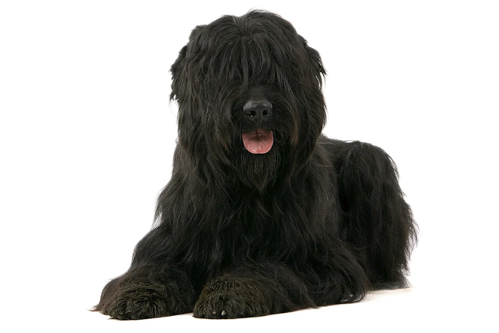 Schwarzer Terrier Neufundländer