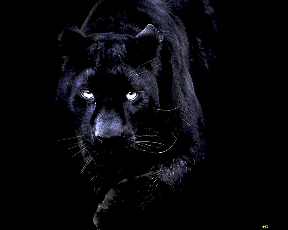 Schwarzer Tiger