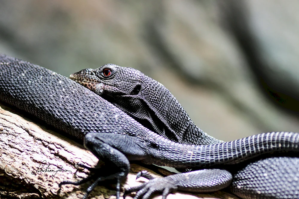 Agama-Eidechse